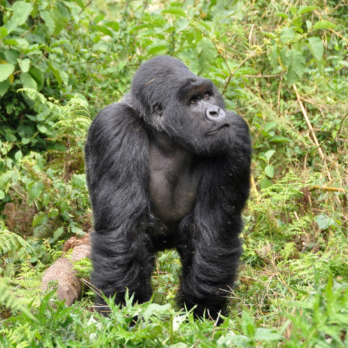 10 DAYS CHIMPANZEE AND GORILLA TRACKING