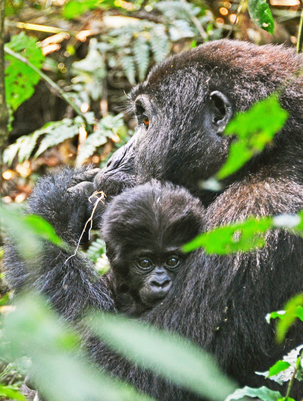 4 DAYS GORILLA TRACKING IN BWINDI IMPENETRABLE N.P