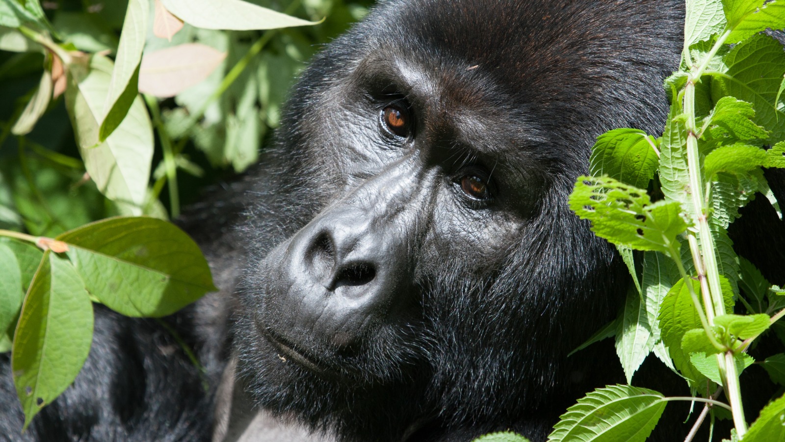 Bwindi Impenetrable National Park | Mountain Gorilla