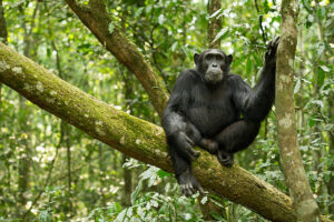 8 DAYS CHIMPANZEE AND GORILLA TRACKING