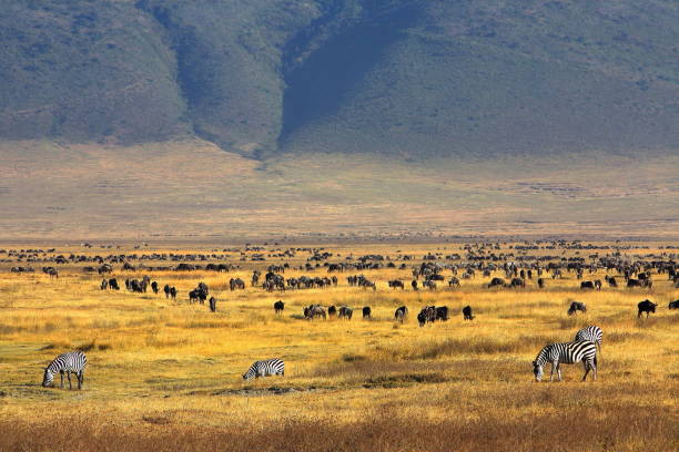 8-DAY TANZANIA LUXURY SAFARI.