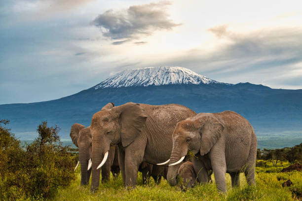 AMBOSELI TSAVO WEST TSAVO EAST IN STYLE- 4 DAYS.