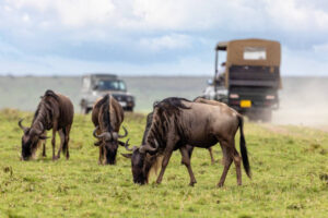 TSAVO WEST, AMBOSELI, LAKE NAKURU & MASAI MARA KENYAN SAFARI- 6 DAYS.