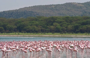 LAKE NAIVASHA LAKE NAKURU MASAI MARA SAFARI – 4 DAYS.