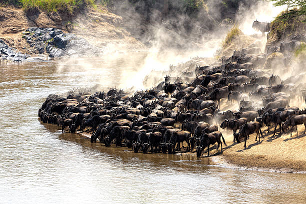 Masai Mara National Reserve