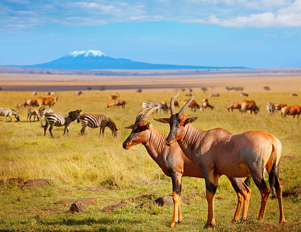 LAKE NAIVASHA LAKE NAKURU MASAI MARA SAFARI – 4 DAYS