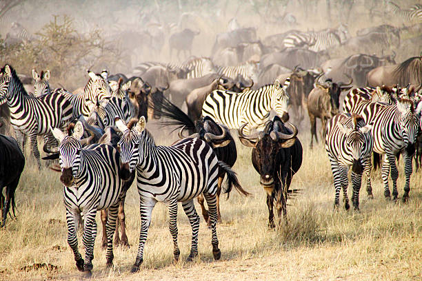 7-DAY SERENGETI MIGRATION EXPERIENCE.