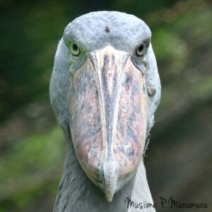 Shoebill Uganda Mabamba swamp