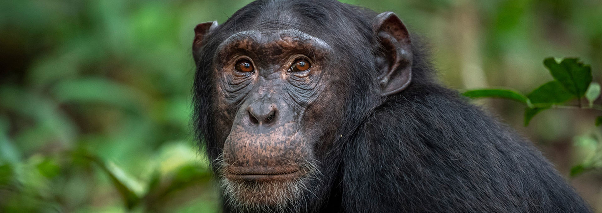 Chimpanzee in Kibale National Park