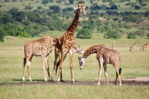 3 DAY WILDLIFE SAFARI IN AKAGERA NATIONAL PARK