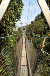 3days chimpanzee trekking and canopy walk in Rwanda