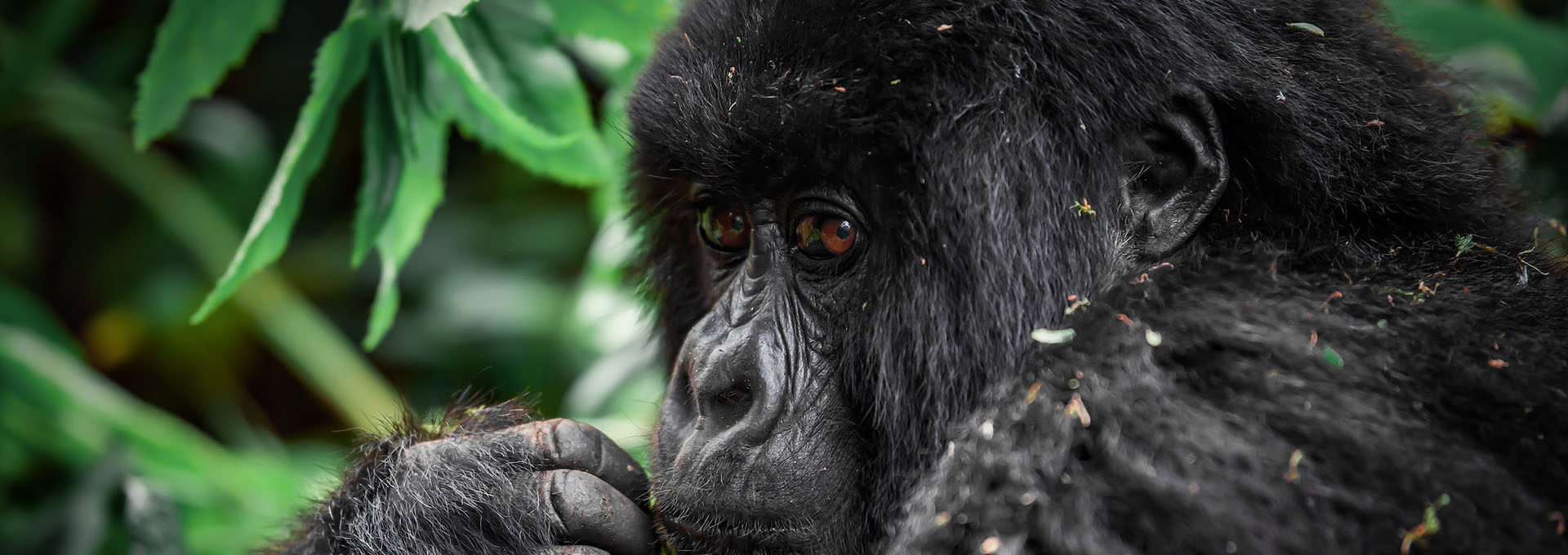 Volcanoes National Park | Mountain Gorilla | Rwanda