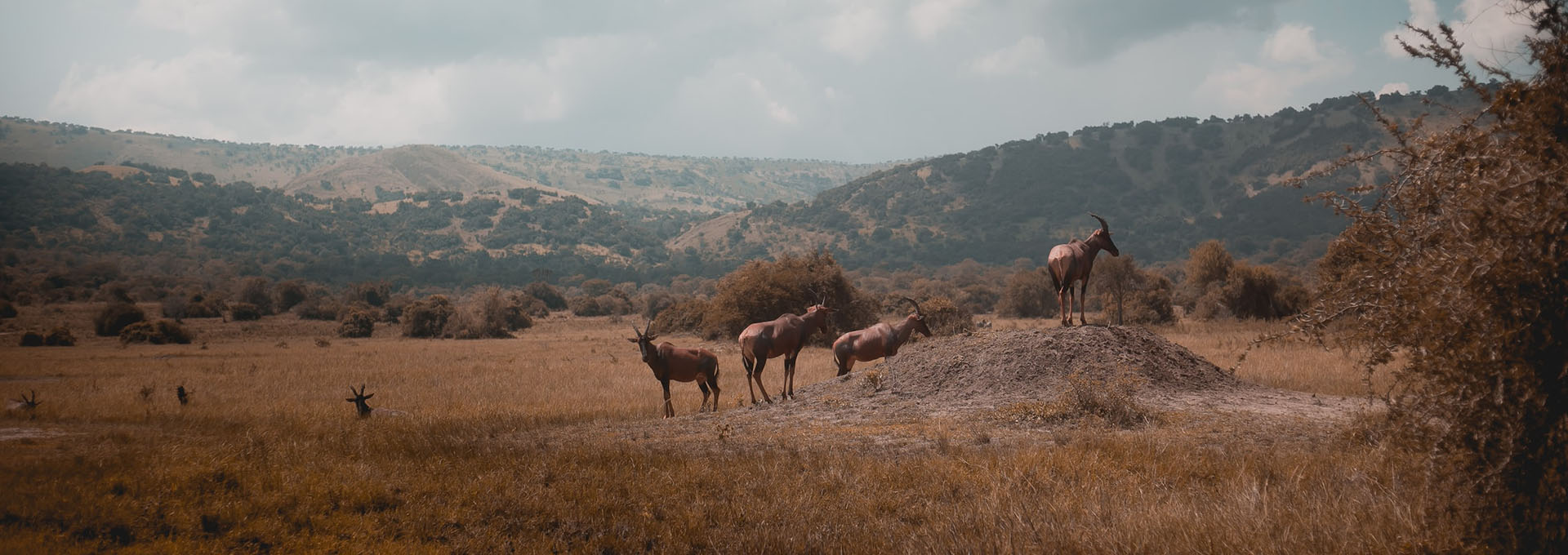 Topi in Akagera National Park Rwanda