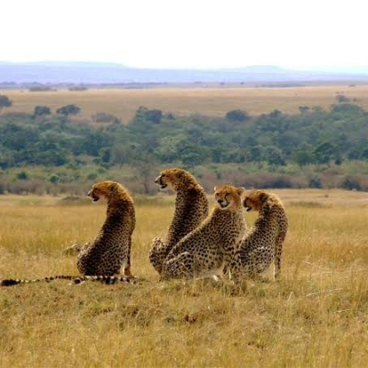 Maasai Mara National Reserve