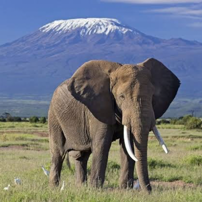 Amboseli National Park