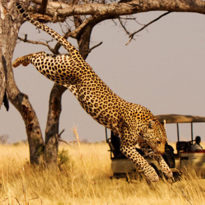 Akagera National Park