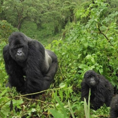 Bwindi Impenetrable National Park