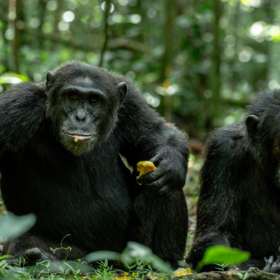 Kibale National Park