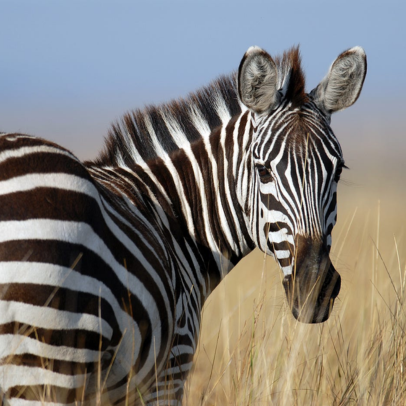 Queen Elizabeth National Park