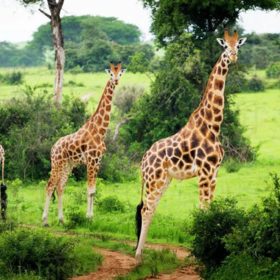 Lake Mburo National Park