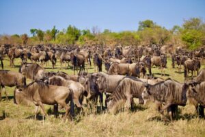 5-DAY GREAT MIGRATION SAFARI