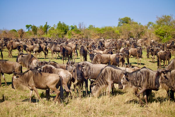 5-DAY GREAT MIGRATION SAFARI