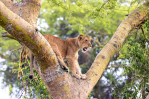 FAMILY PACKAGE-QUEEN ELIZABETH NATIONAL PARK